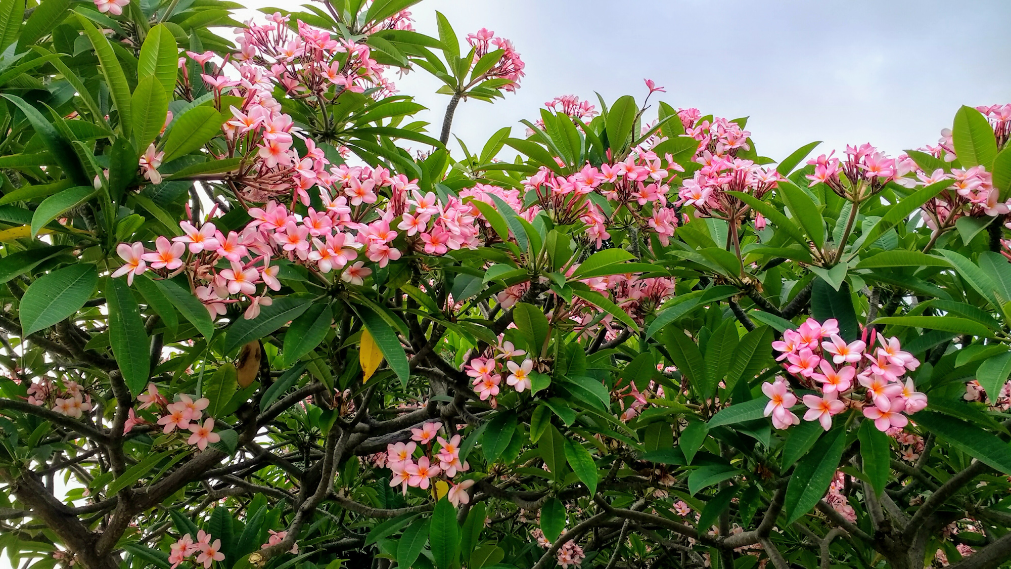 Plumeria